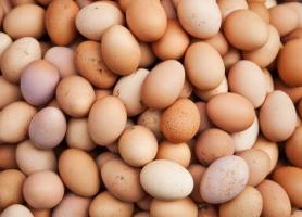 کسری تخم مرغ از طریق واردات تامین می گردد
