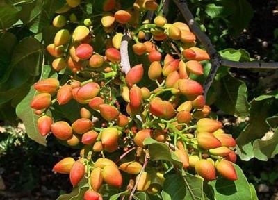 صادرات بیش از 21 هزار تن پسته در بهار سال جاری