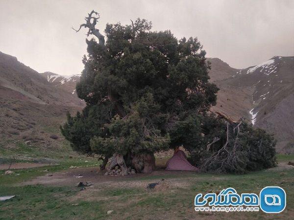 شرح درباره شکسته شدن درخت 2700 ساله البرز