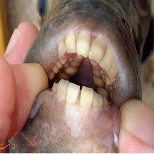 تنها ماهی دنیا با دندان هایی شبیه به انسان!