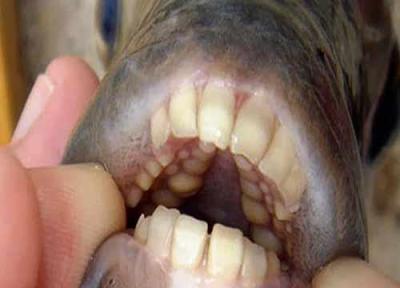 تنها ماهی دنیا با دندان هایی شبیه به انسان!