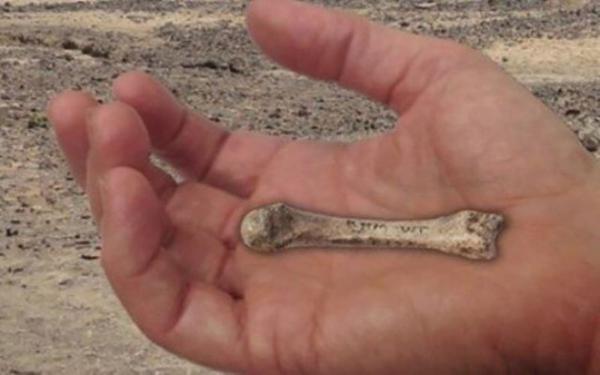 ماجرای استخوان های کشف شده انسان در یزد چه بود؟